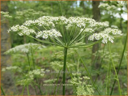 Peucedanum rablense | Varkenskervel | Haarstrang | Masterwort