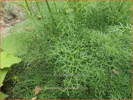 Peucedanum rablense | Varkenskervel | Haarstrang | Masterwort