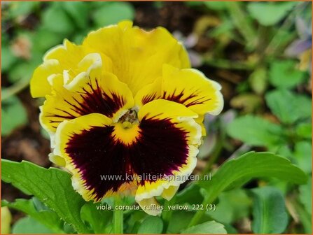 Viola cornuta 'Ruffles Yellow' | Hoornviooltje, Viooltje | Hornveilchen | Horned Violet