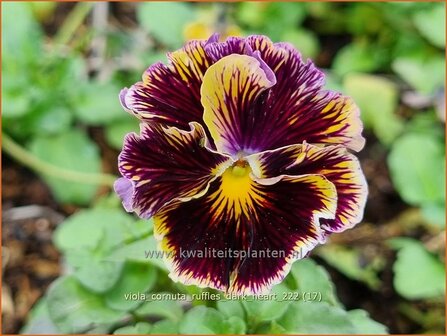 Viola cornuta 'Ruffles Dark Heart' | Hoornviooltje, Viooltje | Hornveilchen | Horned Violet