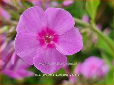 Phlox amplifolia &#039;Augenstern&#039; | Grootbladige vlambloem, Vlambloem, Flox, Floks | Gro&szlig;bl&auml;ttrige Flammenblume | Large