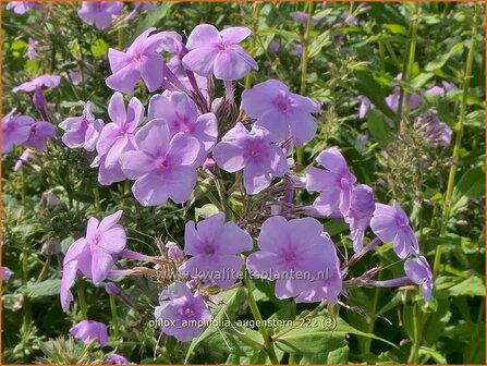 Phlox amplifolia &#039;Augenstern&#039; | Grootbladige vlambloem, Vlambloem, Flox, Floks | Gro&szlig;bl&auml;ttrige Flammenblume | Large