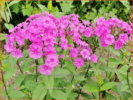 Phlox amplifolia 'Winnetou' | Grootbladige vlambloem, Vlambloem, Flox, Floks | Großblättrige Flammenblume | Large-L