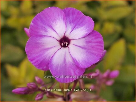 Phlox &#039;Flame Purple Eye&#039; | Hoge vlambloem, Vlambloem, Flox, Floks | Hohe Flammenblume | Border Phlox