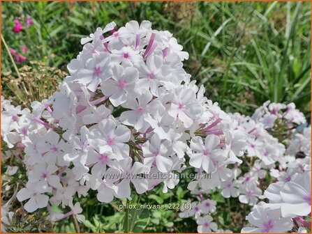 Phlox &#039;Nirvana&#039; | Hoge vlambloem, Vlambloem, Flox, Floks | Hohe Flammenblume | Border Phlox