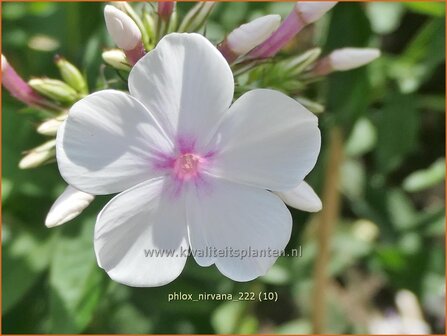 Phlox &#039;Nirvana&#039; | Hoge vlambloem, Vlambloem, Flox, Floks | Hohe Flammenblume | Border Phlox