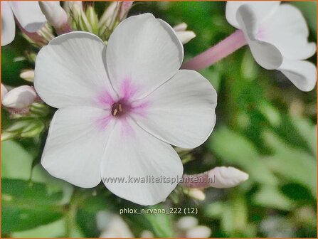 Phlox &#039;Nirvana&#039; | Hoge vlambloem, Vlambloem, Flox, Floks | Hohe Flammenblume | Border Phlox