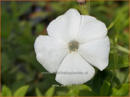 Phlox 'Zoë' | Hoge vlambloem, Vlambloem, Flox, Floks | Hohe Flammenblume | Border Phlox