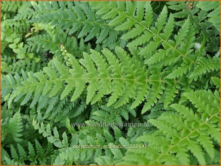 Polystichum aculeatum | Stijve naaldvaren, Naaldvaren | Dorniger Schildfarn | Hard Shield Fern
