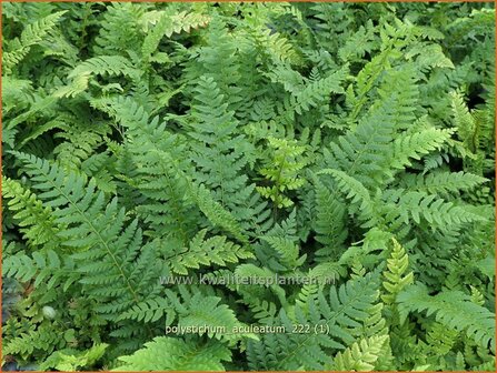 Polystichum aculeatum | Stijve naaldvaren, Naaldvaren | Dorniger Schildfarn | Hard Shield Fern