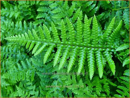 Polystichum braunii | Naaldvaren | Brauns Schildfarn | Braun&#039;s Holly Fern