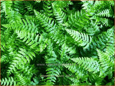 Polystichum braunii | Naaldvaren | Brauns Schildfarn | Braun&#039;s Holly Fern