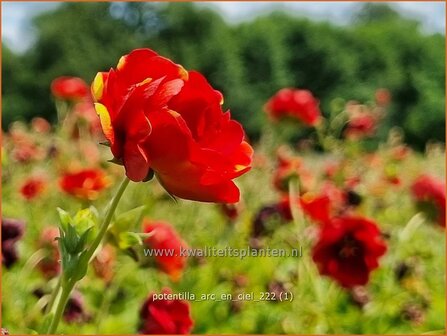 Potentilla &#039;Arc-en-Ciel&#039; | Ganzerik | Fingerkraut | Cinquefoil