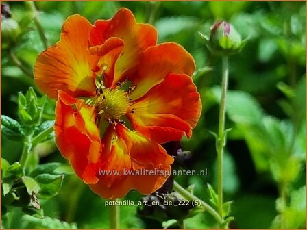 Potentilla &#039;Arc-en-Ciel&#039; | Ganzerik | Fingerkraut | Cinquefoil