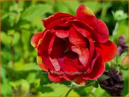 Potentilla &#039;Arc-en-Ciel&#039; | Ganzerik | Fingerkraut | Cinquefoil