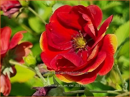 Potentilla &#039;Arc-en-Ciel&#039; | Ganzerik | Fingerkraut | Cinquefoil