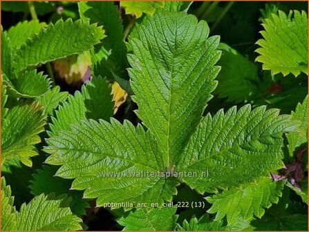 Potentilla &#039;Arc-en-Ciel&#039; | Ganzerik | Fingerkraut | Cinquefoil