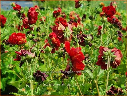 Potentilla &#039;Arc-en-Ciel&#039; | Ganzerik | Fingerkraut | Cinquefoil