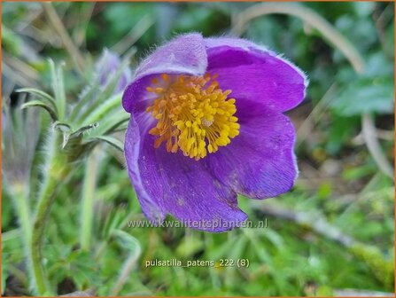 Pulsatilla patens | Wildemanskruid, Pelsanemoon | Finger-Kuhschelle | Eastern Pasque Flower