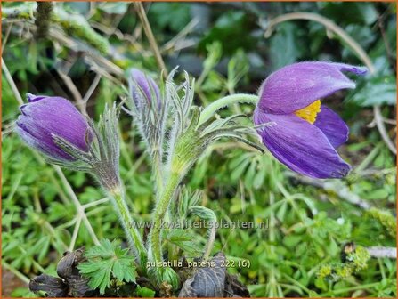 Pulsatilla patens | Wildemanskruid, Pelsanemoon | Finger-Kuhschelle | Eastern Pasque Flower