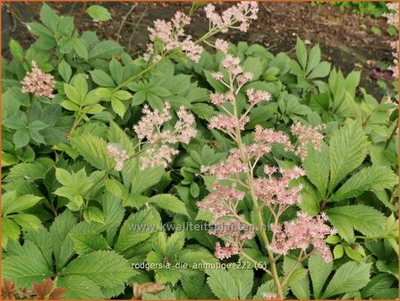 Rodgersia &#039;Die Anmutige&#039; | Schout-bij-nacht, Kijkblad | Schaublatt | Rodger&#039;s Flower