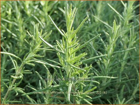 Rosmarinus officinalis &#039;Collingwood Ingram&#039; | Rozemarijn | Rosmarin | Common Rosemary