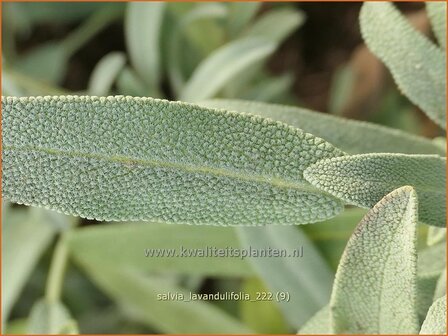 Salvia lavandulifolia | Lavendelsalie, Salie, Salvia | Lavendelbl&auml;ttriger Salbei | Lavender Leaf Sage