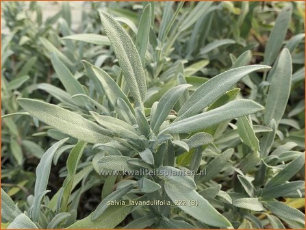 Salvia lavandulifolia | Lavendelsalie, Salie, Salvia | Lavendelbl&auml;ttriger Salbei | Lavender Leaf Sage
