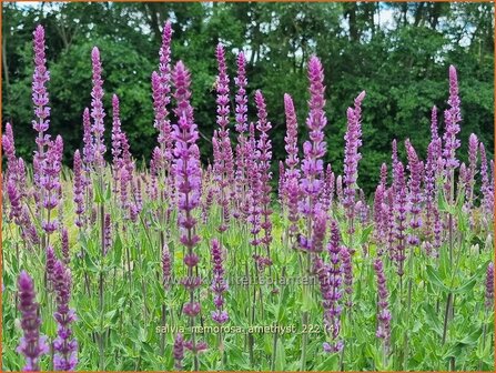 Salvia nemorosa 'Amethyst' | Bossalie, Salie, Salvia | Steppensalbei | Woodland Sage