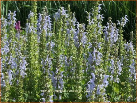 Salvia nemorosa &#039;Bumblesky&#039; | Bossalie, Salie, Salvia | Steppensalbei | Woodland Sage