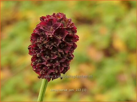 Sanguisorba &#039;Joni&#039; | Pimpernel, Sorbenkruid | Wiesenknopf | Burnet