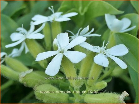 Saponaria ocymoides &#039;Snow Tip&#039; | Muurzeepkruid, Zeepkruid | Polster-Seifenkraut | Rock Soapwort