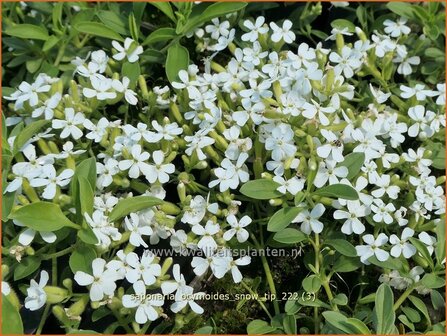 Saponaria ocymoides &#039;Snow Tip&#039; | Muurzeepkruid, Zeepkruid | Polster-Seifenkraut | Rock Soapwort