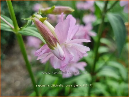Saponaria officinalis &#039;Rosea Plena&#039; | Zeepkruid | Echtes Seifenkraut | Bouncing Bet