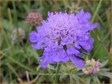 Scabiosa 'Blue Note' | Duifkruid, Schurftkruid | Tauben-Skabiose | Pigeon's Scabious