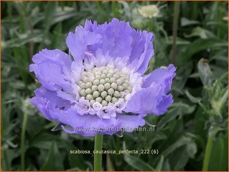 Scabiosa caucasica &#039;Perfecta&#039; | Kaukasisch duifkruid, Duifkruid, Schurftkruid | Kaukasus Grindkraut | Sweet Scabious