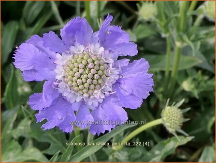 Scabiosa caucasica &#039;Perfecta&#039; | Kaukasisch duifkruid, Duifkruid, Schurftkruid | Kaukasus Grindkraut | Sweet Scabious