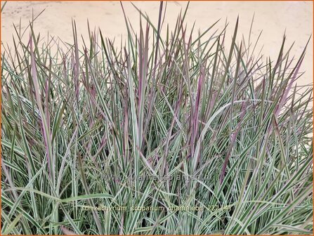 Schizachyrium scoparium &#039;Chameleon&#039; | Klein prairiegras | Kleines Pr&auml;riegras | Little Bluestem