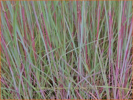 Schizachyrium scoparium &#039;JS Red Frost&#039; | Klein prairiegras | Kleines Pr&auml;riegras | Little Bluestem