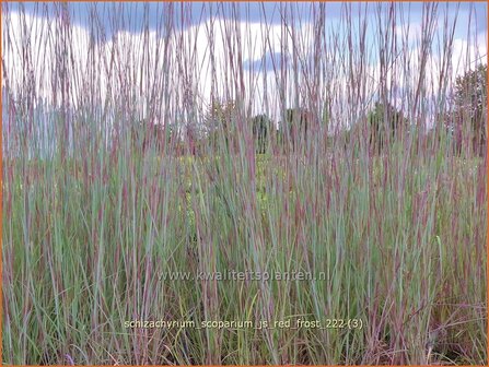 Schizachyrium scoparium &#039;JS Red Frost&#039; | Klein prairiegras | Kleines Pr&auml;riegras | Little Bluestem