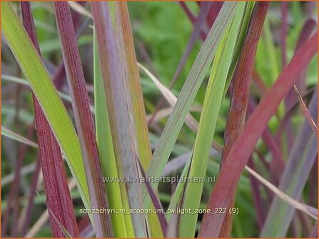 Schizachyrium scoparium &#039;Twilight Zone&#039; | Klein prairiegras | Kleines Pr&auml;riegras | Little Bluestem