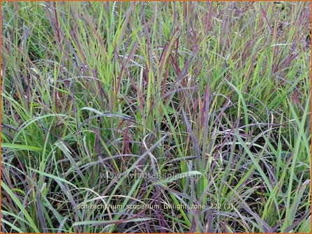 Schizachyrium scoparium &#039;Twilight Zone&#039; | Klein prairiegras | Kleines Pr&auml;riegras | Little Bluestem