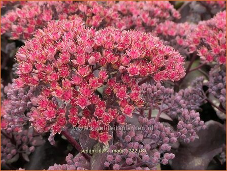 Sedum &#039;Dark Magic&#039; | Hemelsleutel, Vetkruid | Fettblatt | Stonecrop
