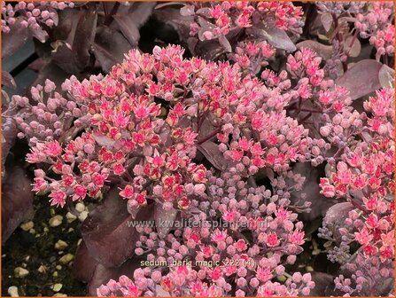 Sedum &#039;Dark Magic&#039; | Hemelsleutel, Vetkruid | Fettblatt | Stonecrop