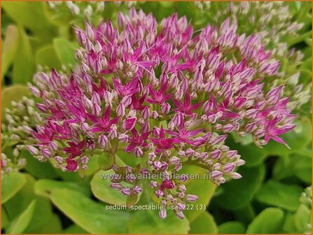 Sedum spectabile &#039;Lisa&#039; | Hemelsleutel, Vetkruid | Ansehnliches Fettblatt | Showy Stonecrop