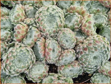 Sempervivum ciliosum borisii | Huislook, Donderblad | Bewimperte Kugel-Steinrose | Teneriffe Houseleek