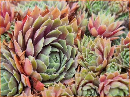 Sempervivum &#039;Irazu&#039; | Huislook, Donderblad | Hauswurz | Houseleek