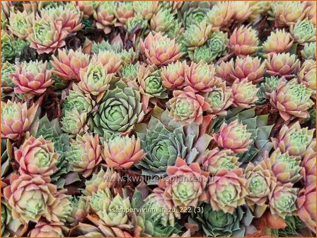 Sempervivum &#039;Irazu&#039; | Huislook, Donderblad | Hauswurz | Houseleek