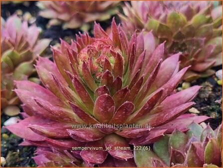 Sempervivum &#039;Jet Stream&#039; | Huislook, Donderblad | Hauswurz | Houseleek