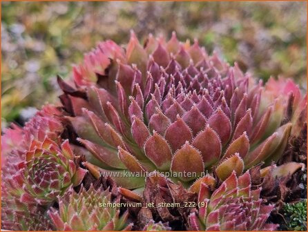 Sempervivum &#039;Jet Stream&#039; | Huislook, Donderblad | Hauswurz | Houseleek